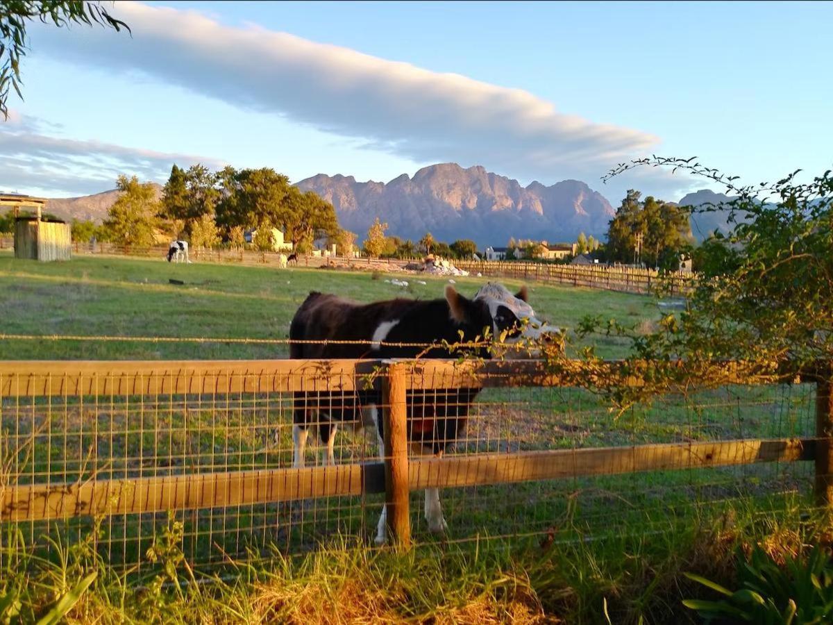 Olive And Vine Farm Cottage Franschhoek Eksteriør billede